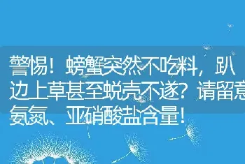 警惕！螃蟹突然不吃料，趴边上草甚至蜕壳不遂？请留意氨氮、亚硝酸盐含量！