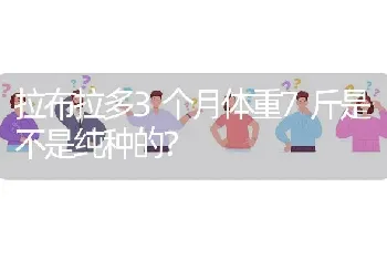 班布迪拉拉裤怎么样？