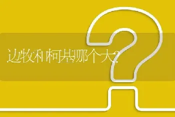 边牧和柯基哪个大？