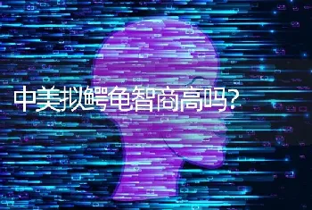 中美拟鳄龟智商高吗？