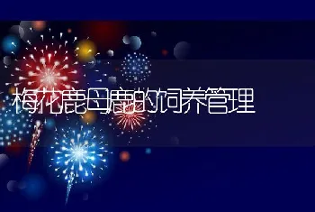 梅花鹿母鹿的饲养管理