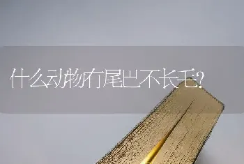 什么动物有尾巴不长毛？