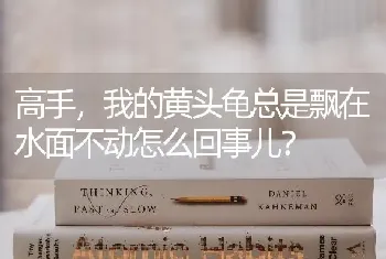 高手，我的黄头龟总是飘在水面不动怎么回事儿？