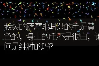 我买的萨摩耶耳朵的毛是黄色的，身上的毛不是很白，请问是纯种的吗？