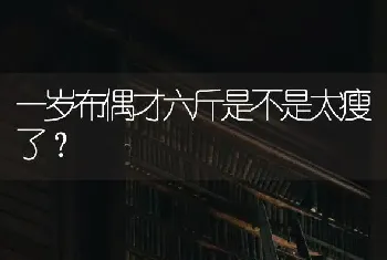 一岁布偶才六斤是不是太瘦了？