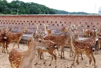 梅花鹿养殖：养梅花鹿必须要做的准备