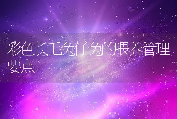 彩色长毛兔仔兔的喂养管理要点