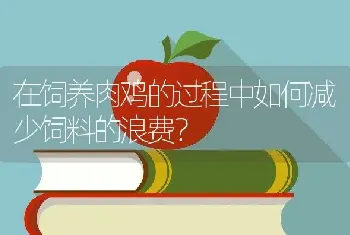 在饲养肉鸡的过程中如何减少饲料的浪费？