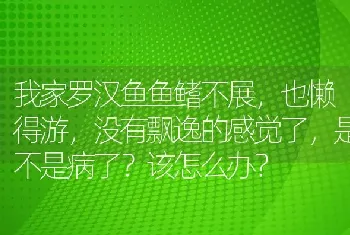 我家罗汉鱼鱼鳍不展，也懒得游