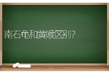 南石龟和黄喉区别？