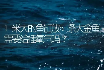 1米大的鱼缸放5条大金鱼需要给插氧气吗？