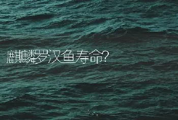 麒麟罗汉鱼寿命？