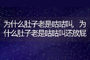 为什么肚子老是咕咕叫，为什么肚子老是咕咕叫还放屁