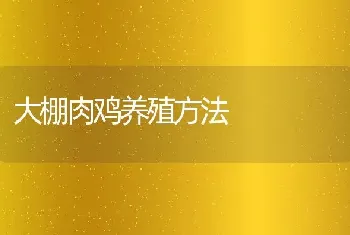 大棚肉鸡养殖方法