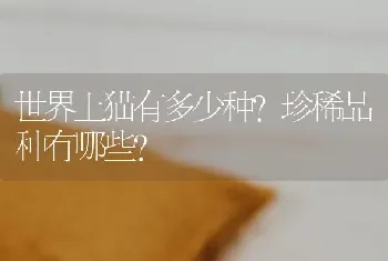 世界上猫有多少种？珍稀品种有哪些？