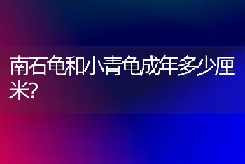 南石龟和小青龟成年多少厘米？