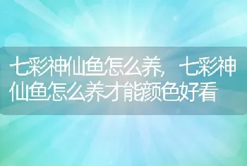 七彩神仙鱼怎么养，七彩神仙鱼怎么养才能颜色好看