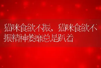 猫咪食欲不振，猫咪食欲不振精神萎靡总是趴着