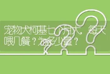 宠物犬柯基七个月大，每天喂几餐？为多少量？