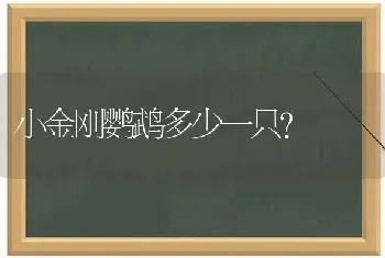 小金刚鹦鹉多少一只？