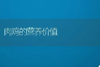 肉鸡的营养价值