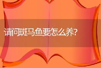 请问斑马鱼要怎么养？