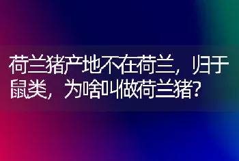 荷兰猪产地不在荷兰，归于鼠类，为啥叫做荷兰猪？