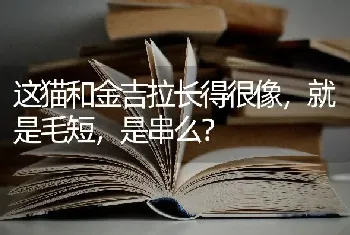 这猫和金吉拉长得很像，就是毛短，是串么？