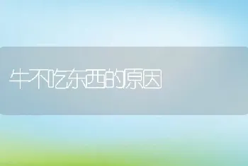 牛不吃东西的原因