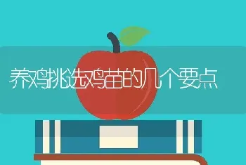 养鸡挑选鸡苗的几个要点