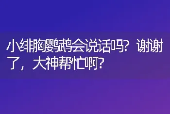 小绯胸鹦鹉会说话吗?谢谢了，大神帮忙啊？