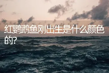 红鹦鹉鱼刚出生是什么颜色的？