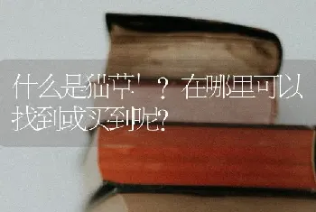 什么是猫草`?在哪里可以找到或买到呢？