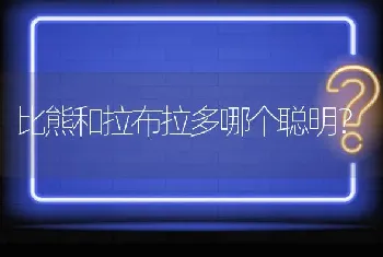 比熊和拉布拉多哪个聪明？