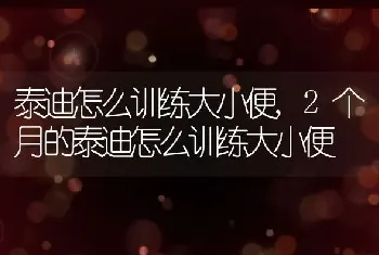 泰迪怎么训练大小便，2个月的泰迪怎么训练大小便