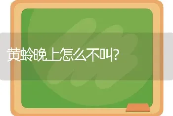 黄蛉晚上怎么不叫？