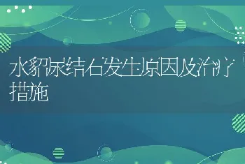 水貂尿结石发生原因及治疗措施