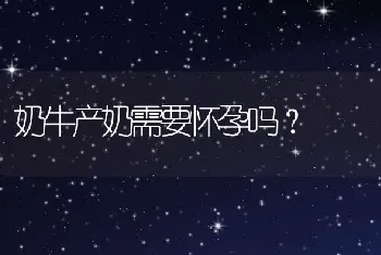 奶牛产奶需要怀孕吗？