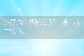 发展肉牛规模育肥提高养牛收入