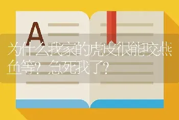 为什么我家的虎皮很能咬燕鱼等？急死我了？