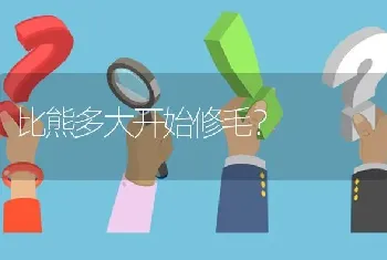 比熊多大开始修毛？