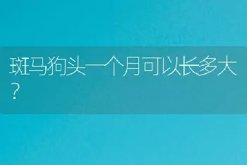 斑马狗头一个月可以长多大？