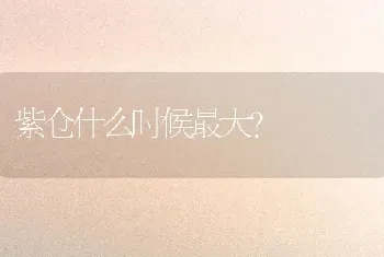 紫仓什么时候最大？