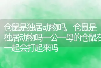 仓鼠是独居动物吗，仓鼠是独居动物吗一公一母的仓鼠在一起会打起来吗