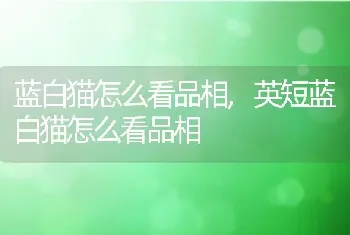 蓝白猫怎么看品相，英短蓝白猫怎么看品相