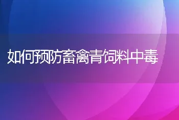 仔猪刚断奶喂料要三看