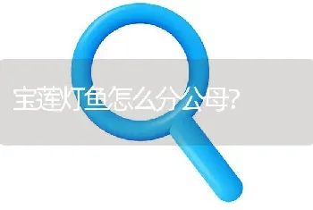 宝莲灯鱼怎么分公母？