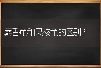 麝香龟和果核龟的区别？