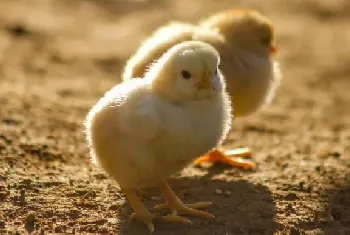 鸡养殖中怎么选购鸡苗？