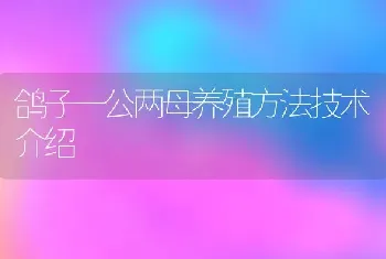 鸽子一公两母养殖方法技术介绍